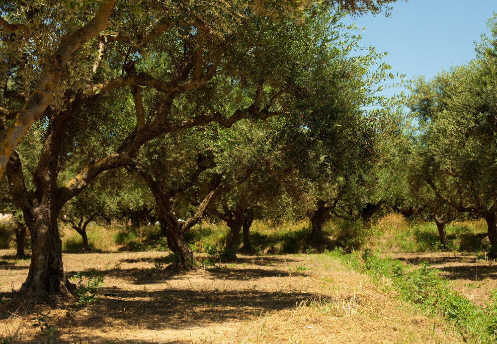 Poda de olivos - Reacus